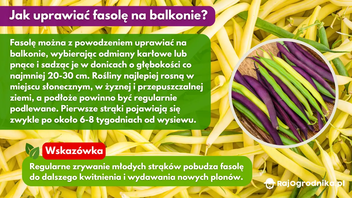 Jak uprawiać fasolę na balkonie blog sklep rajogrodnika